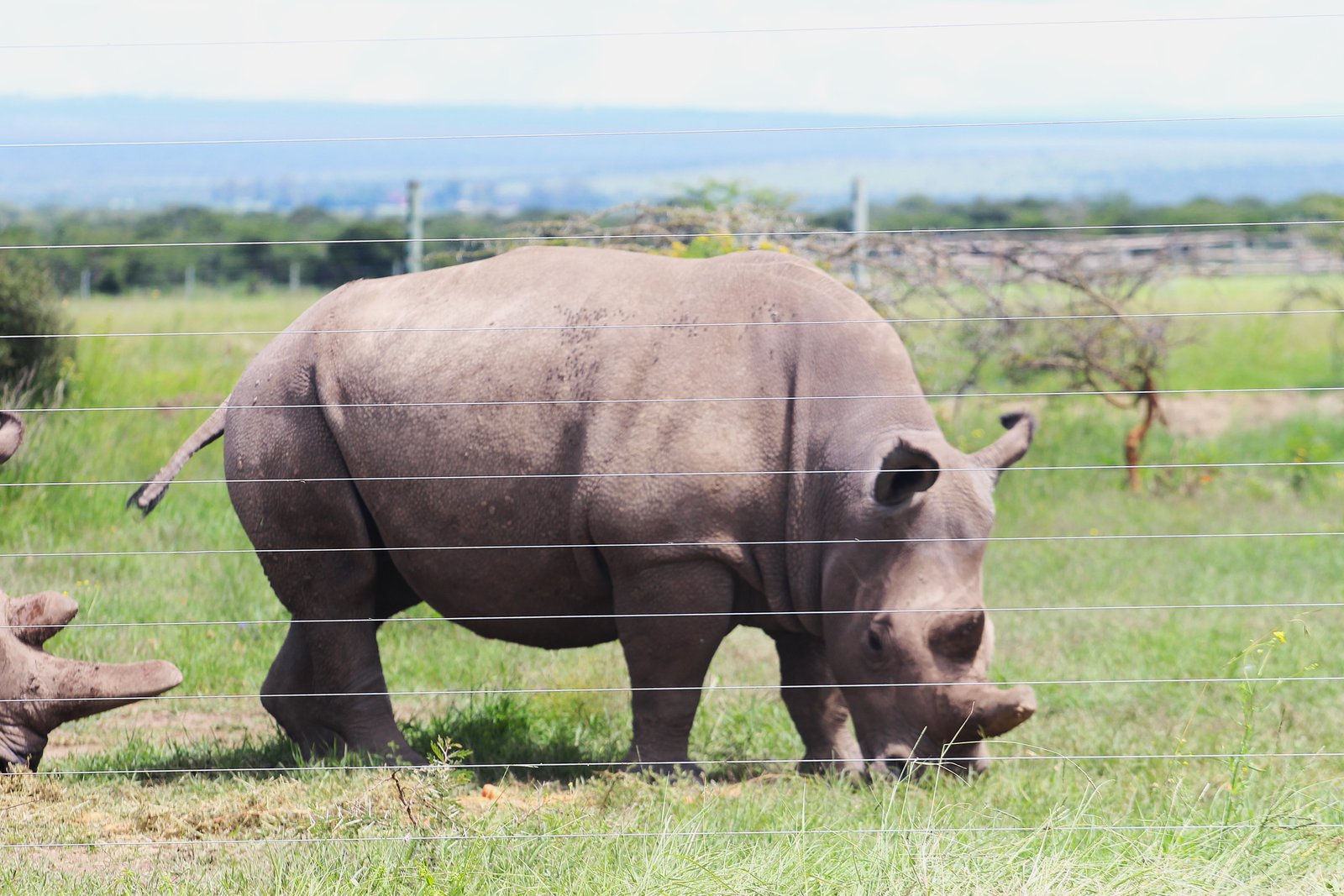 Black Rhino