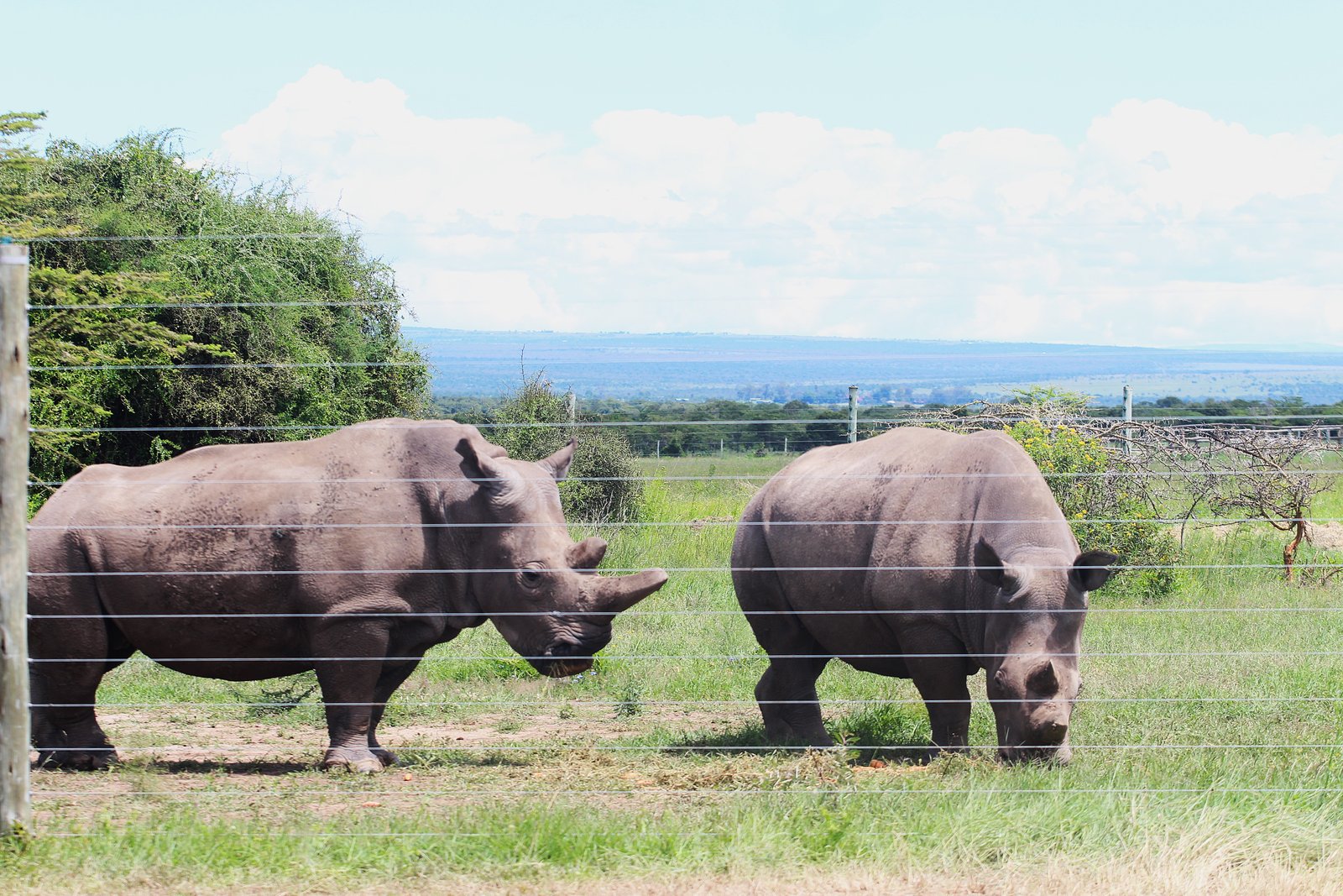 Black Rhino