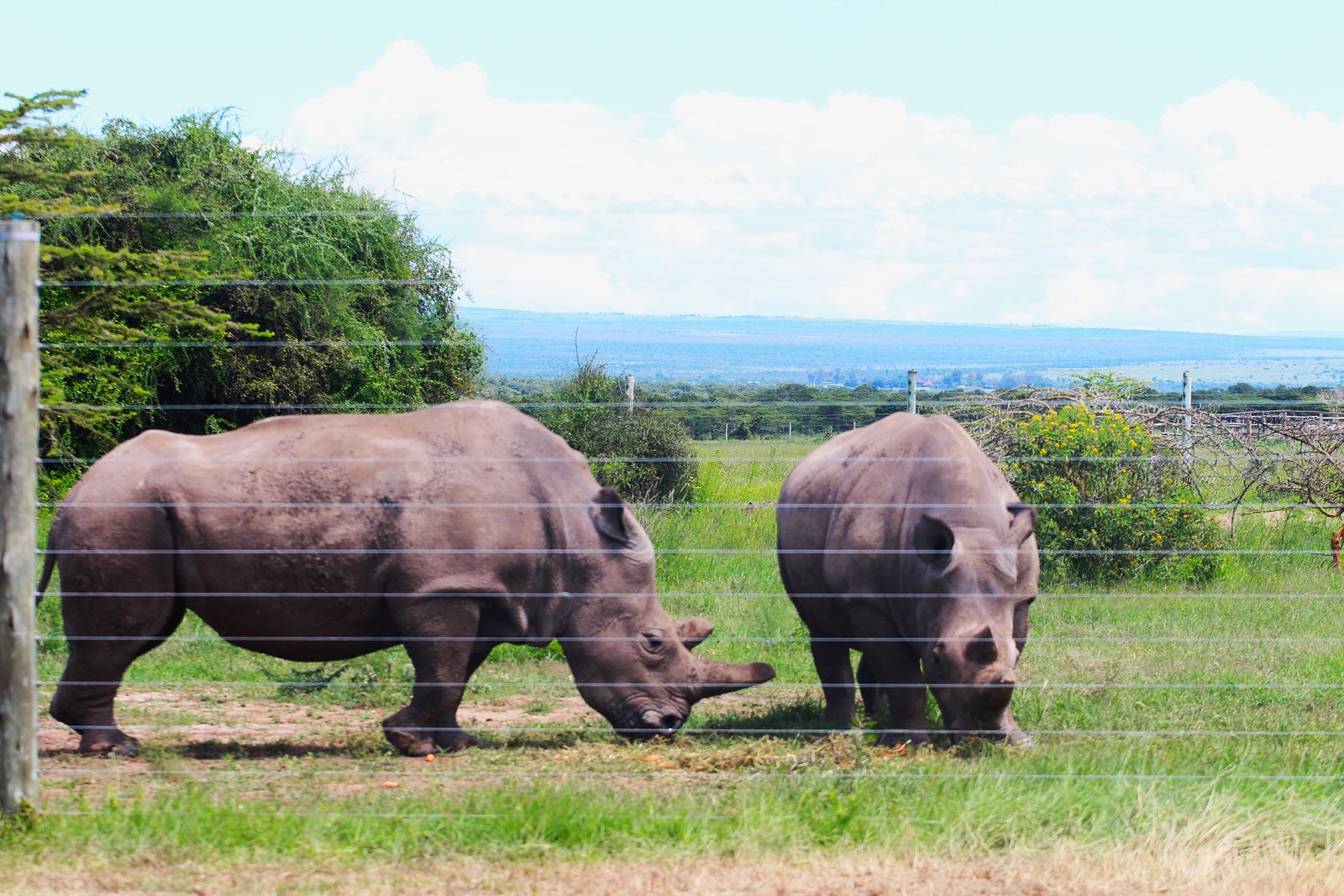 Black Rhino