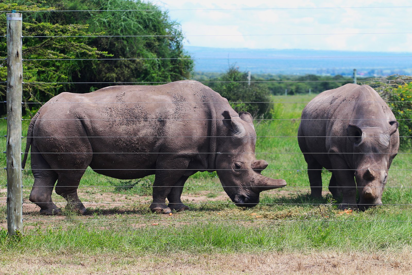 Black Rhino