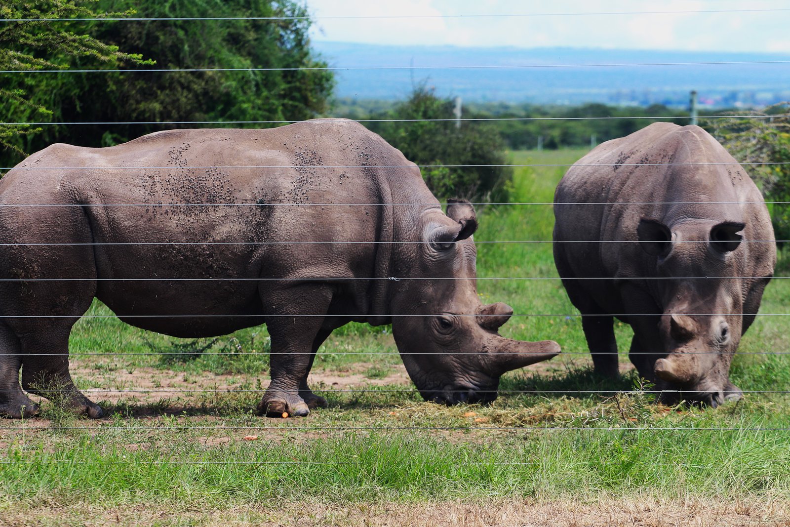 Black Rhino