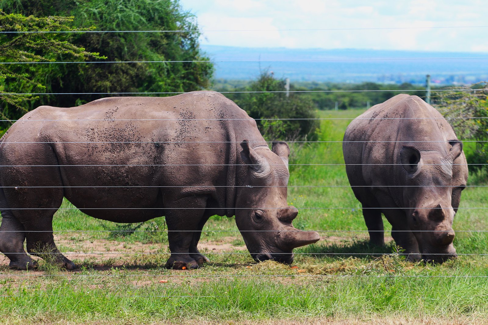 Black Rhino