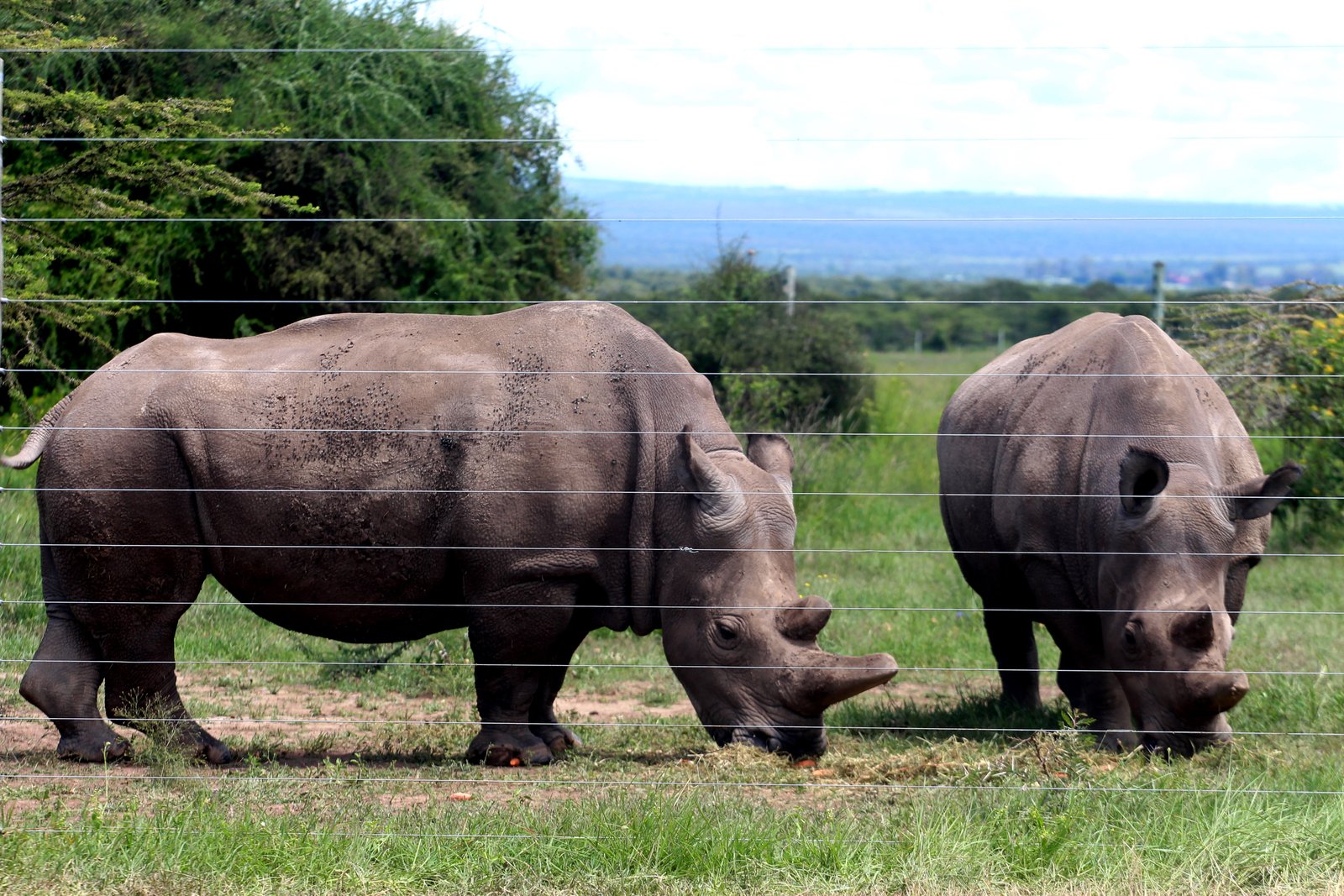 Black Rhino