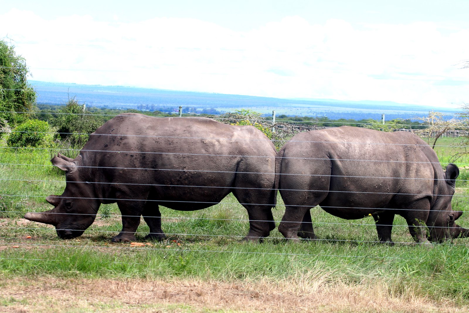 Black Rhino