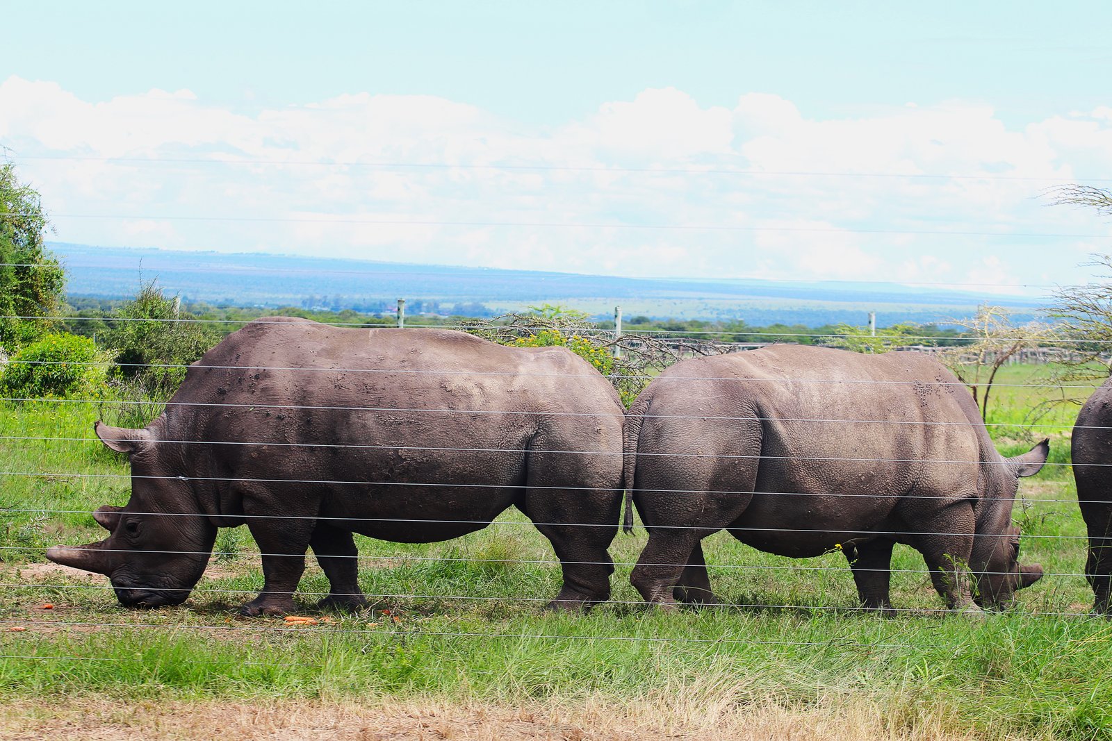 Black Rhino