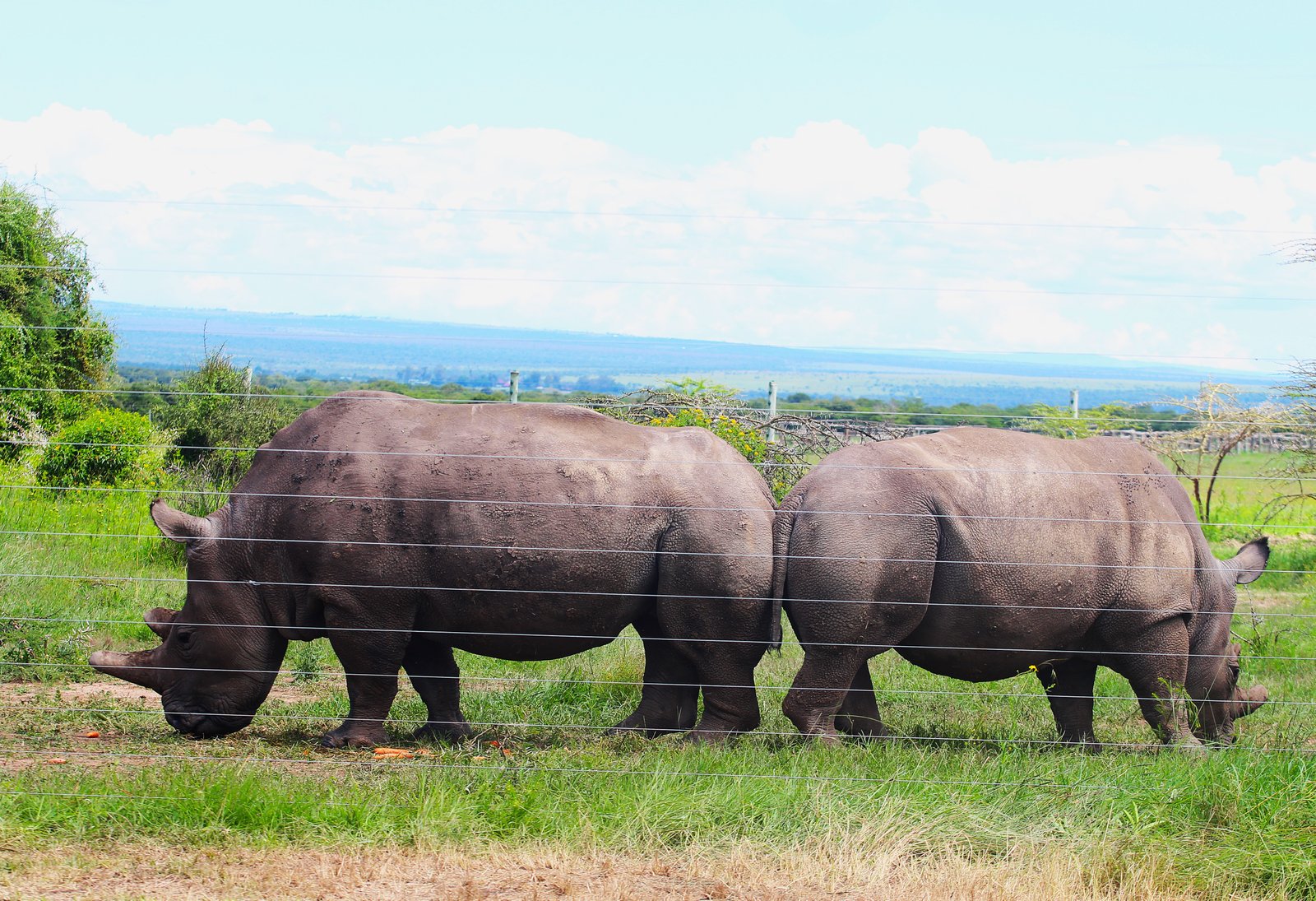 Black Rhino