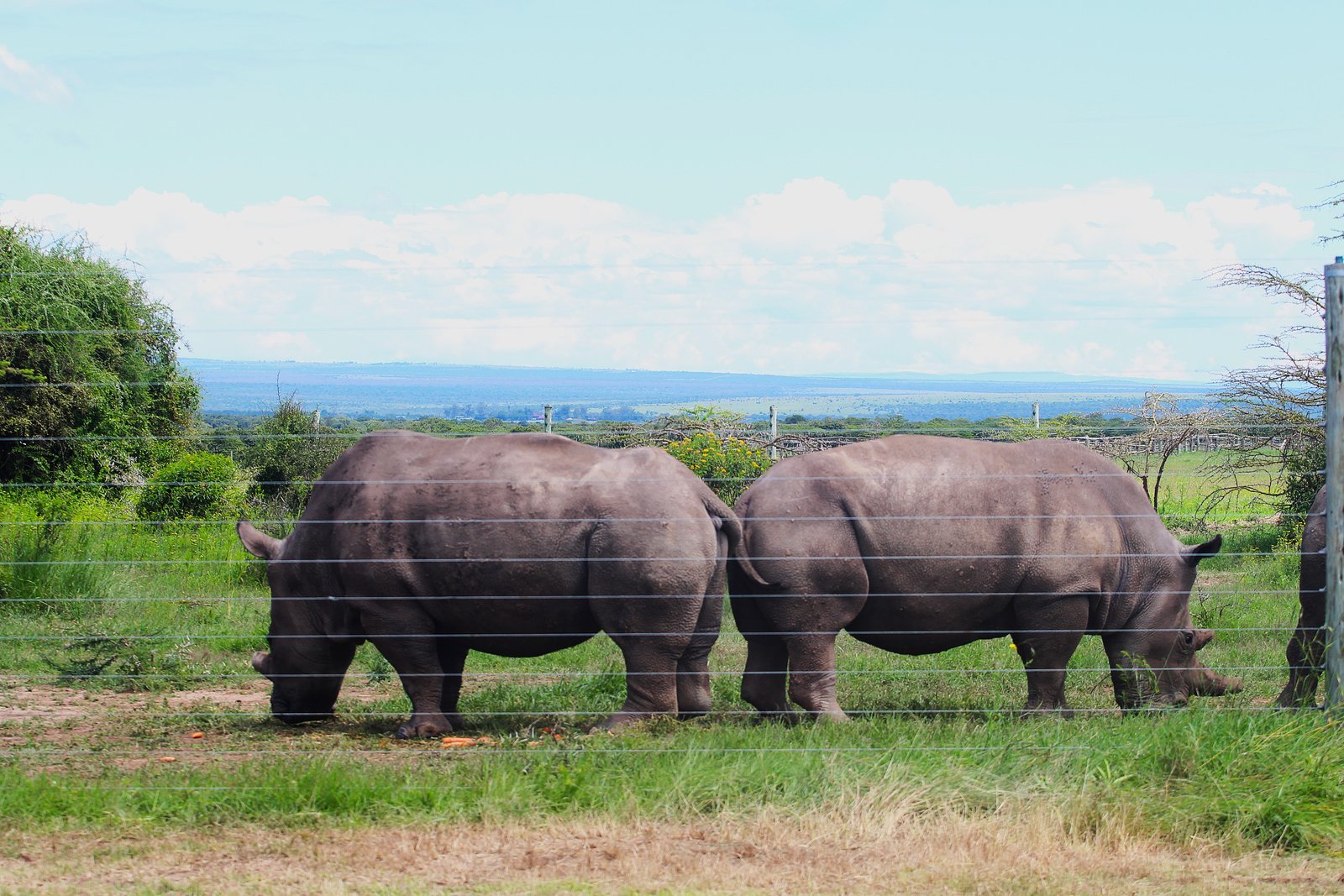 Black Rhino