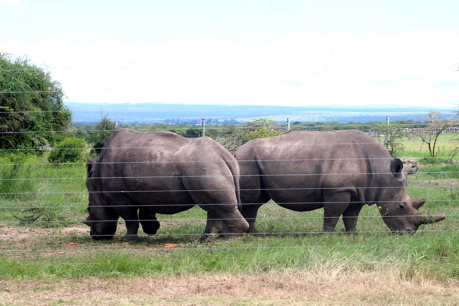 Black Rhino