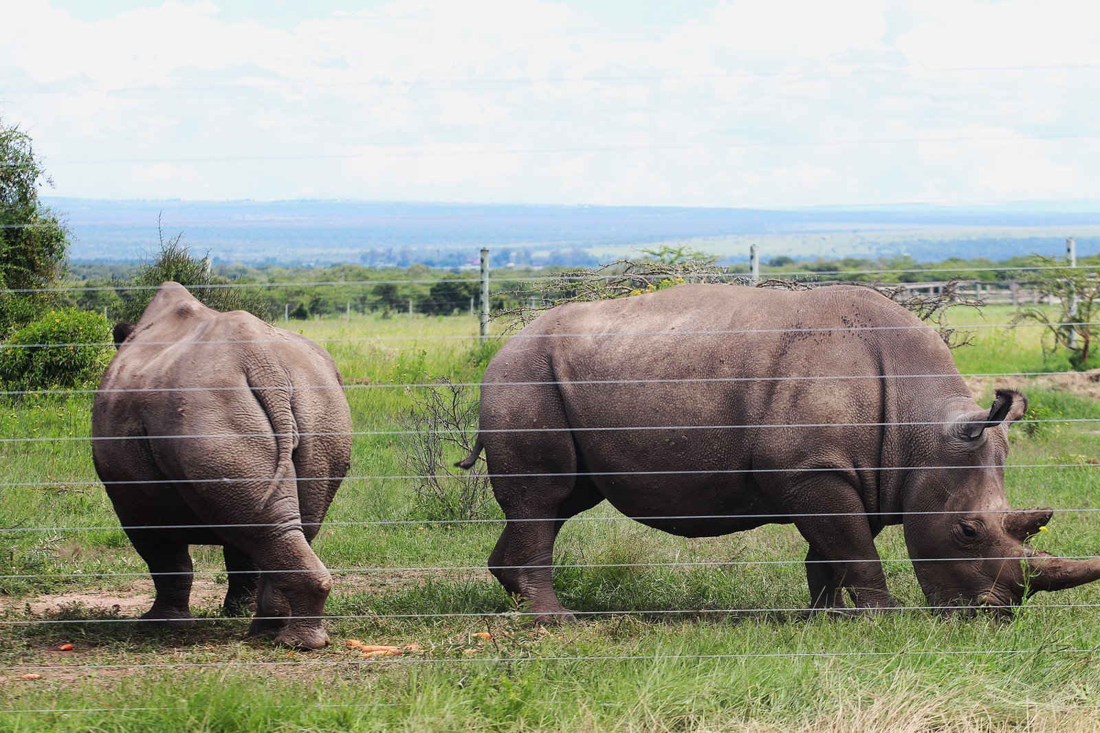 Black Rhino