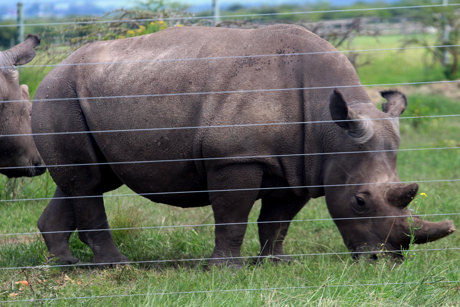 Black Rhino
