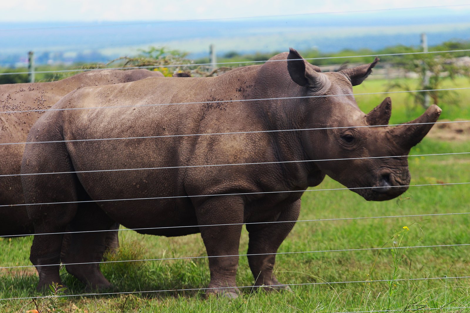 Black Rhino
