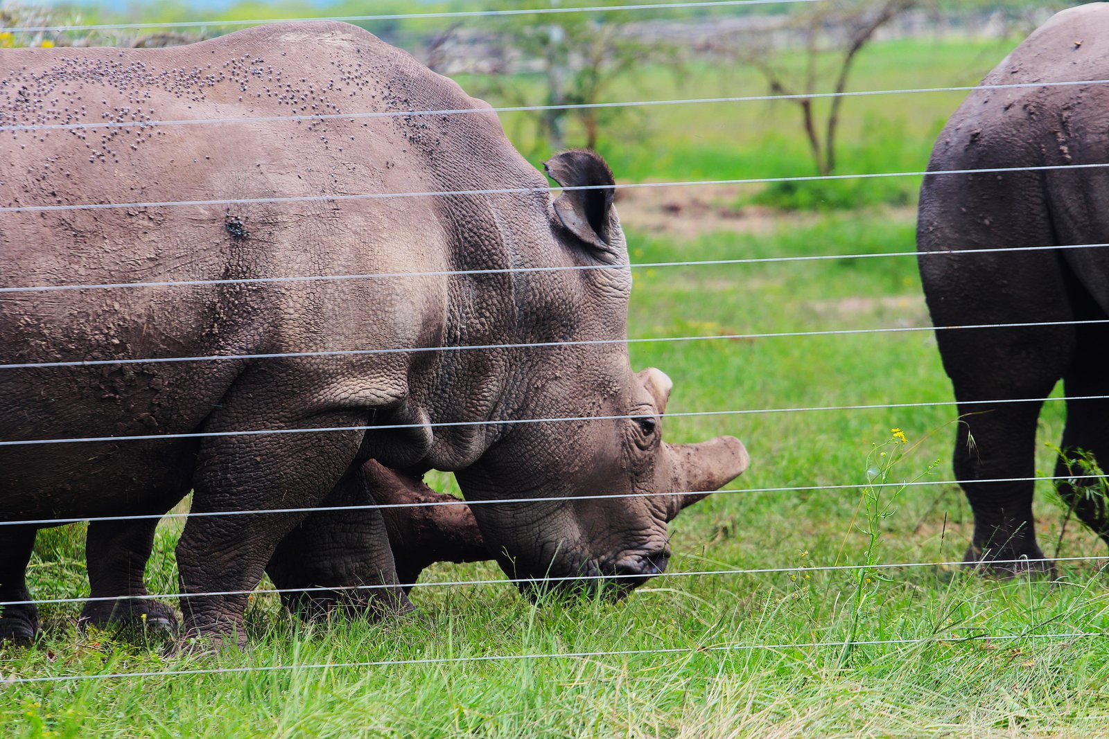 Black Rhino