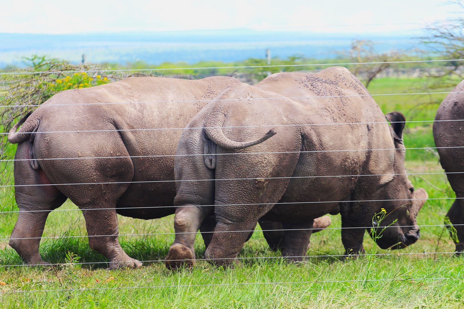 Black Rhino