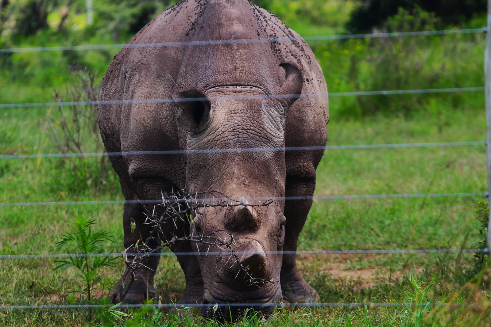 Black Rhino