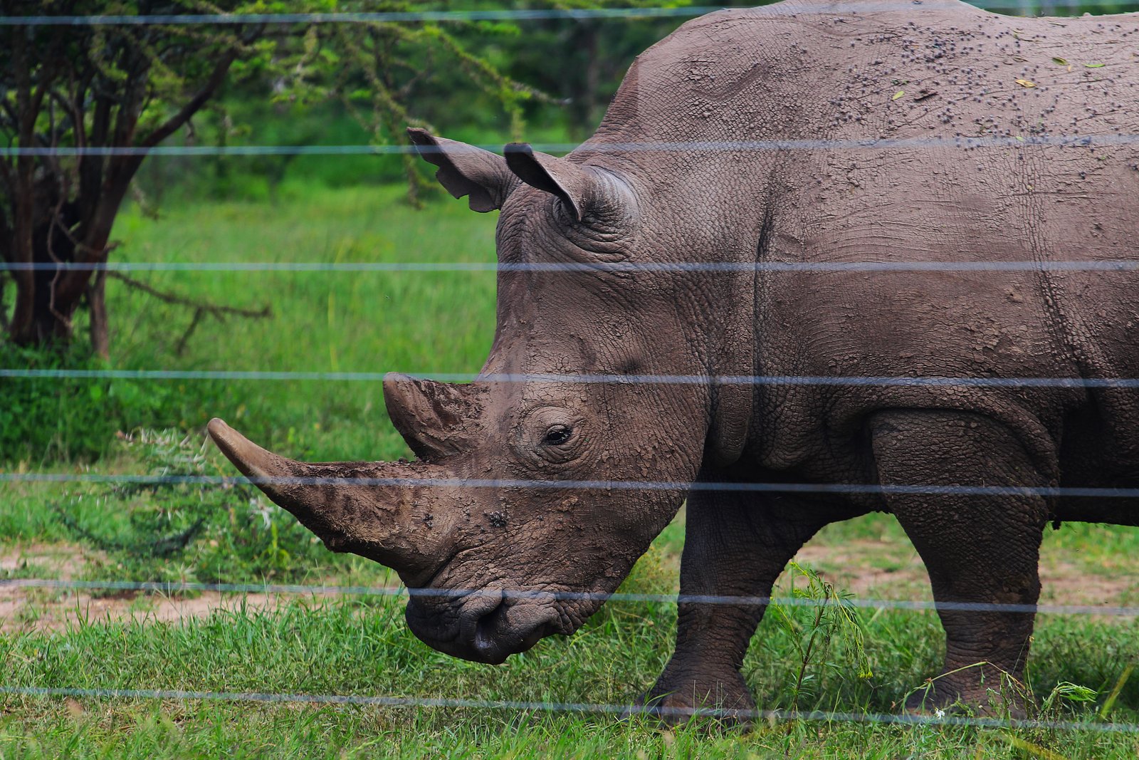 Black Rhino