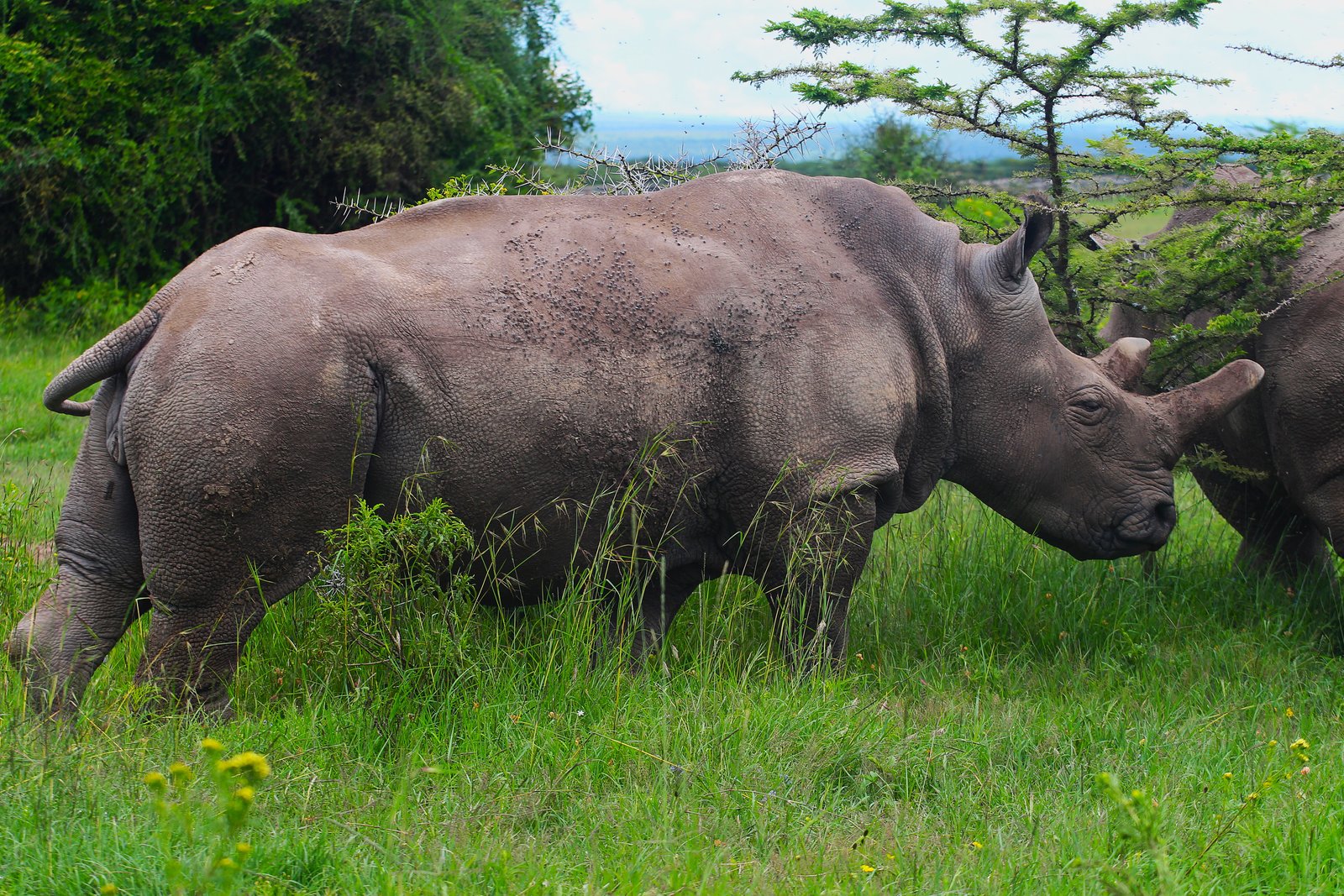 Black Rhino