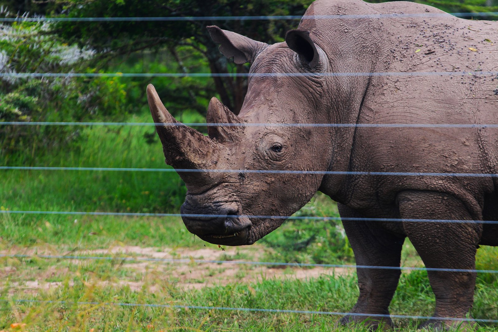 Black Rhino