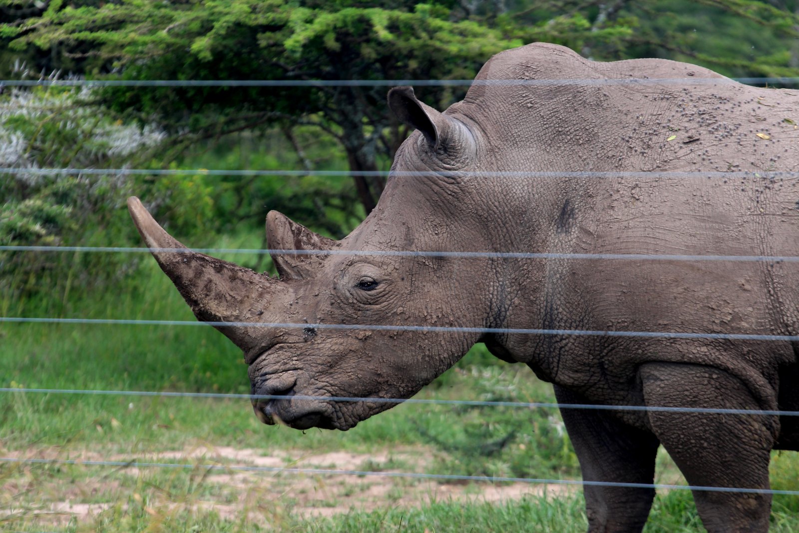 Black Rhino