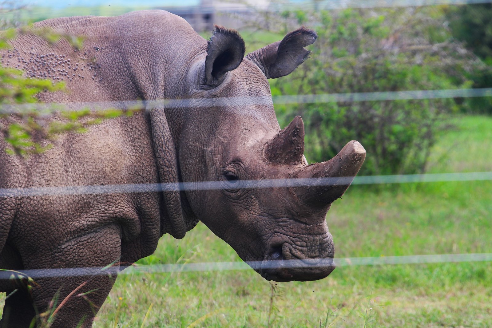 Black Rhino