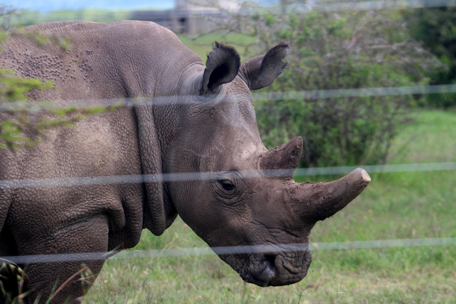 Black Rhino
