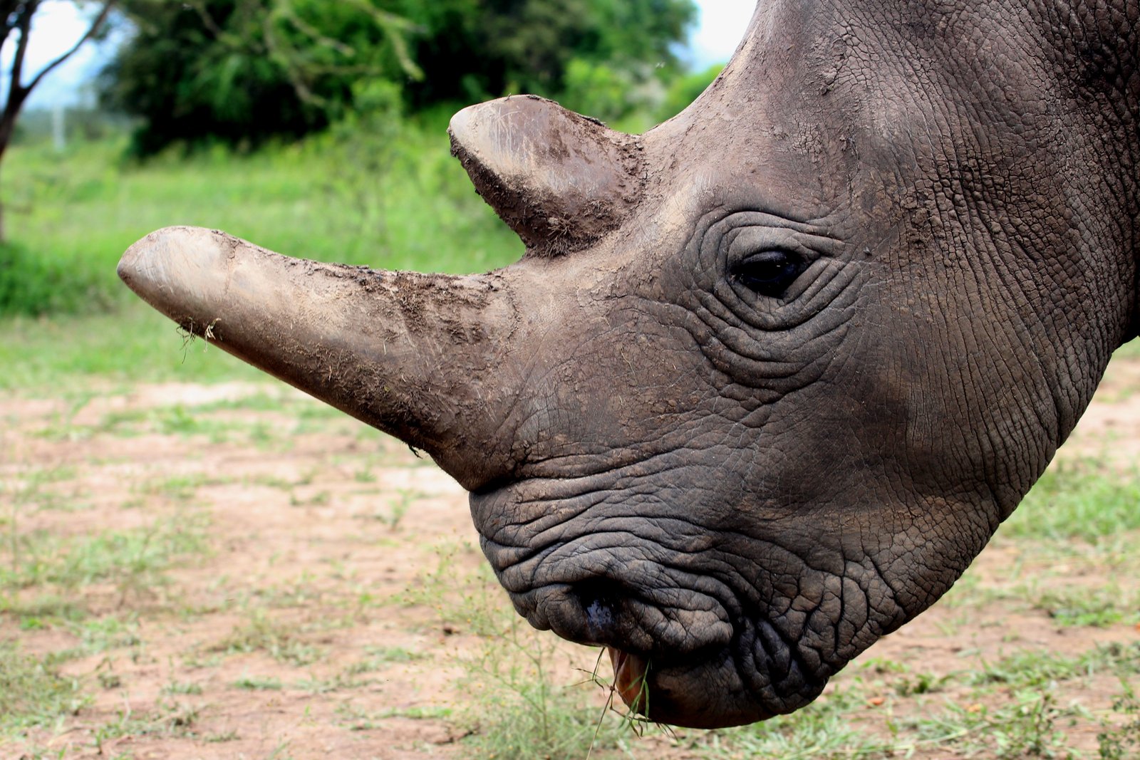 Black Rhino