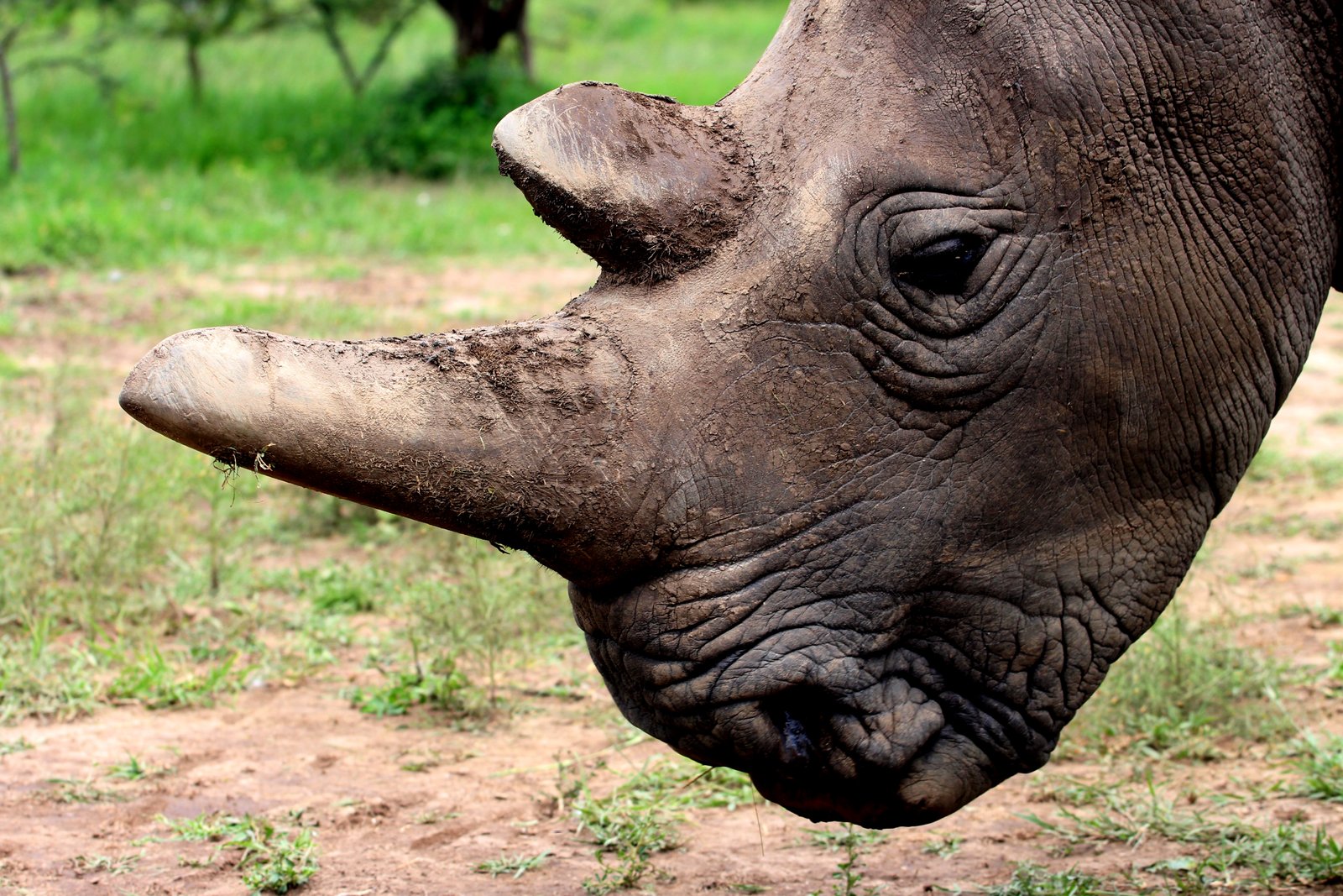 Black Rhino