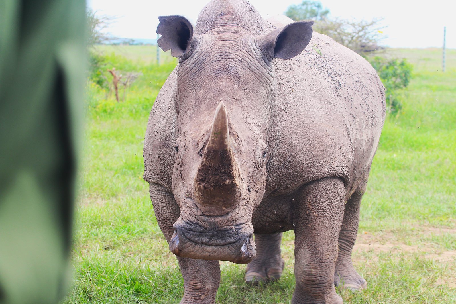 Black Rhino