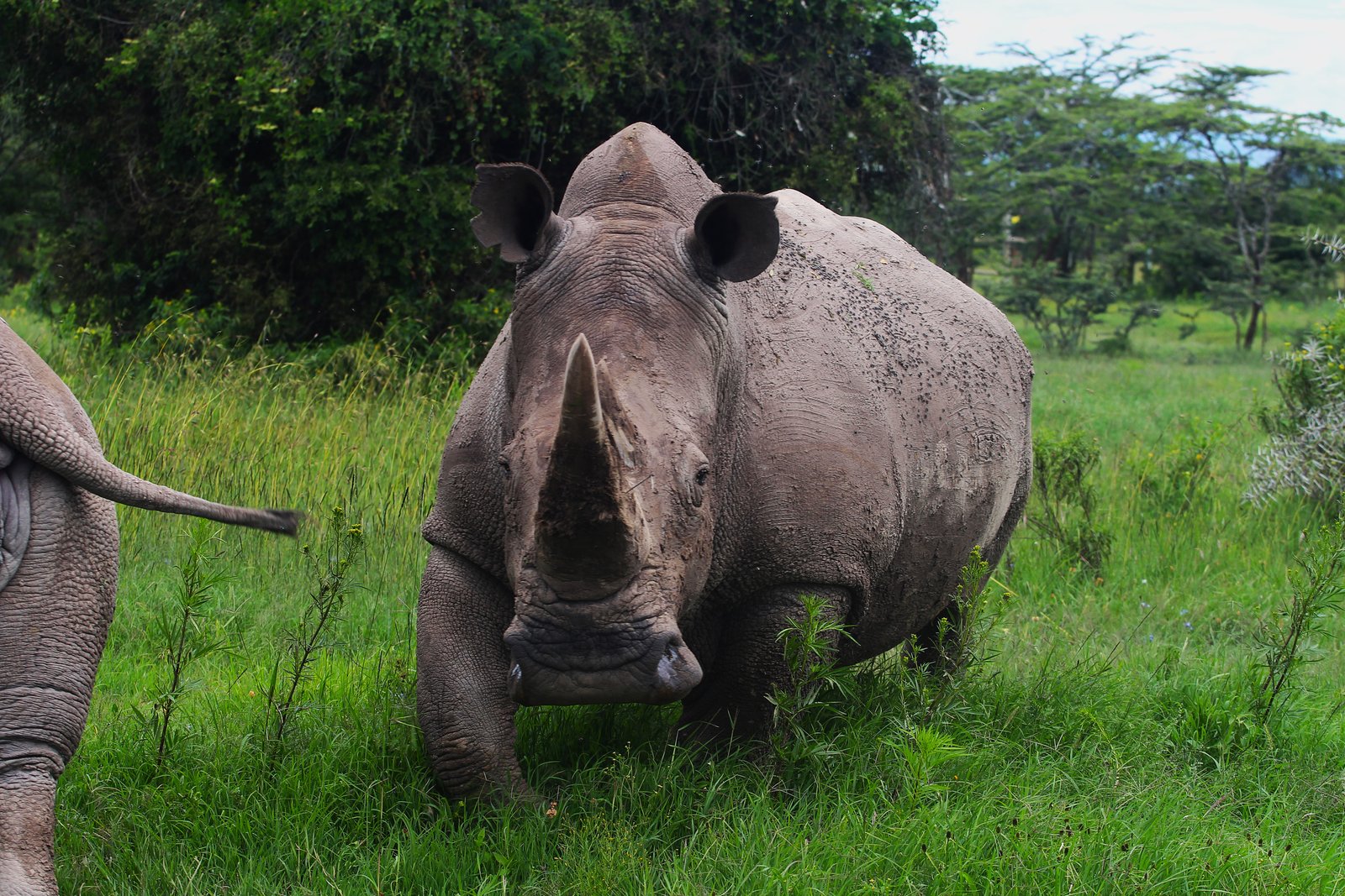 Black Rhino