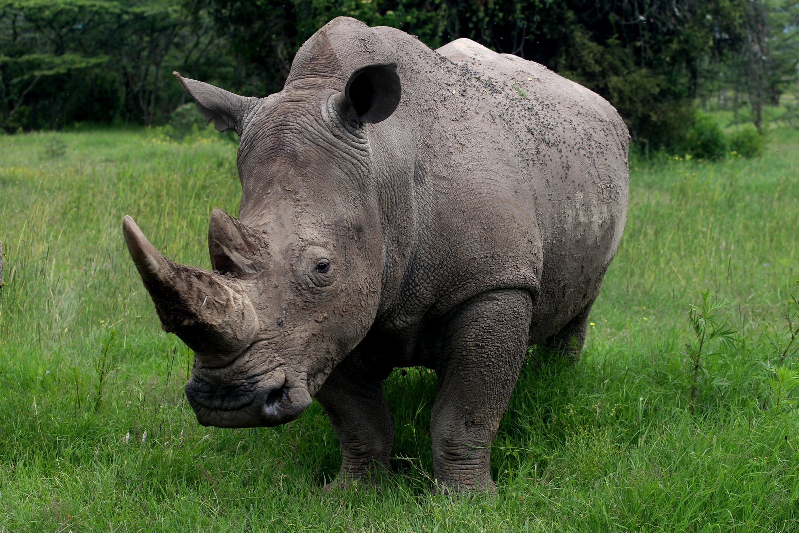 Black Rhino