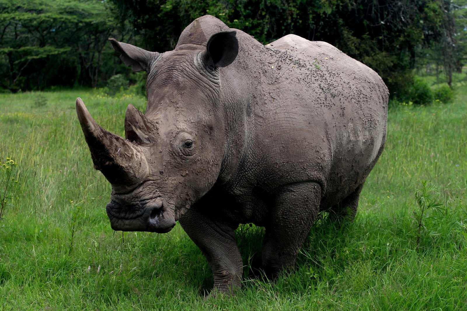 Black Rhino