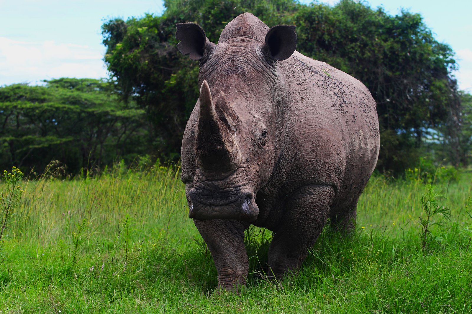 Black Rhino