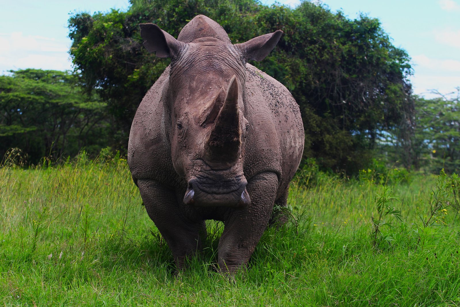 Black Rhino