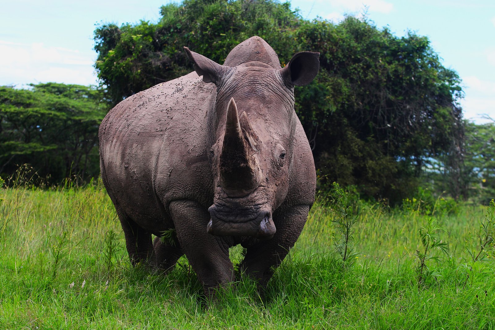 Black Rhino