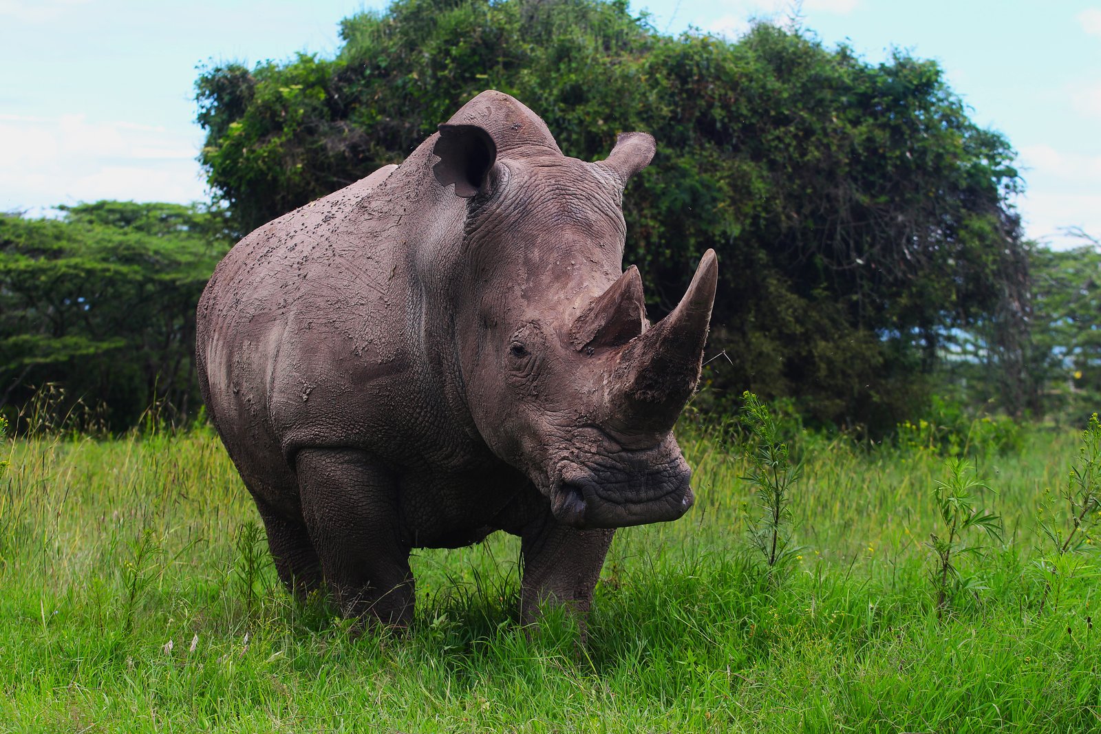 Black Rhino
