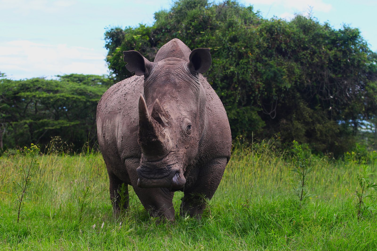 Black Rhino
