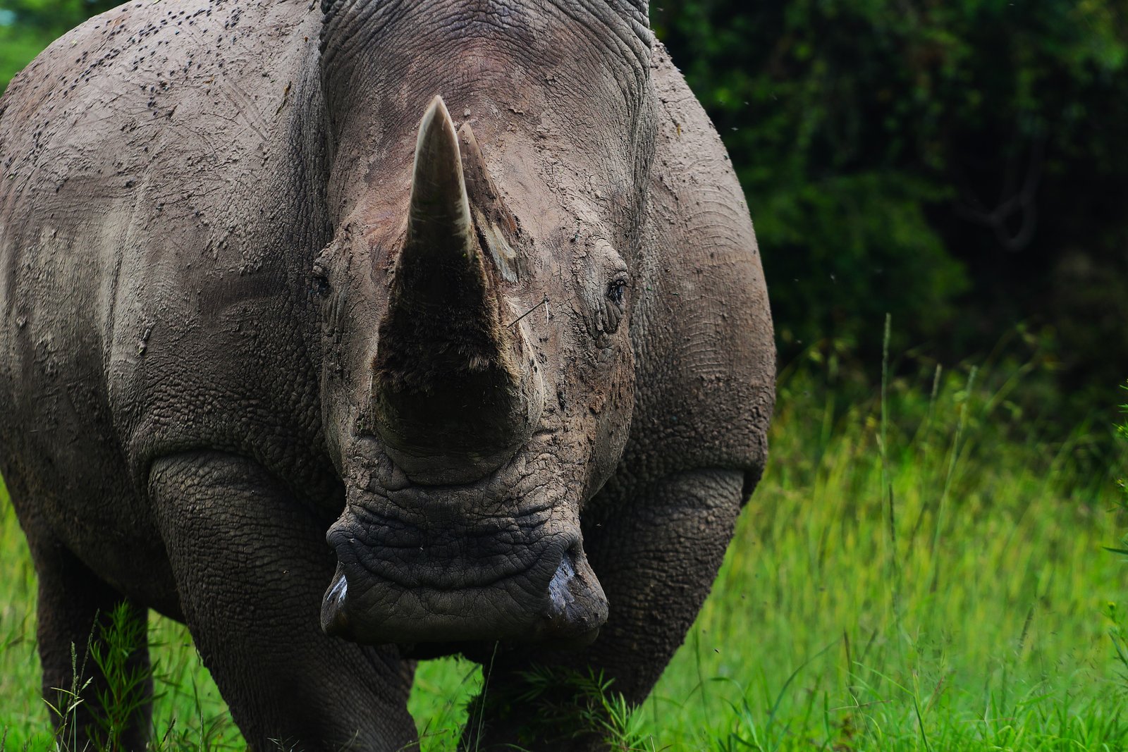 Black Rhino