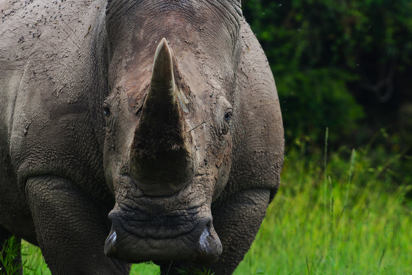 Black Rhino