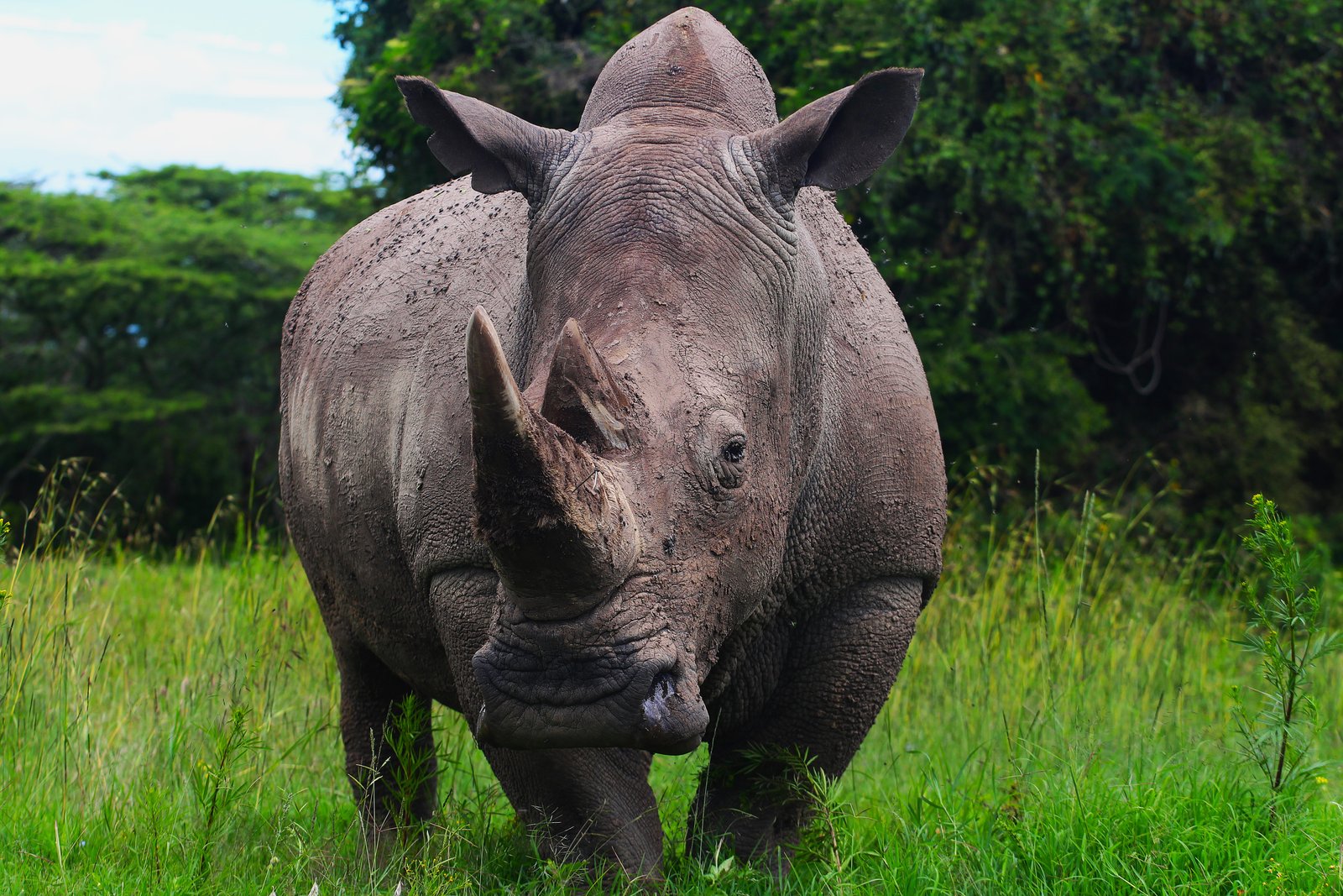Black Rhino