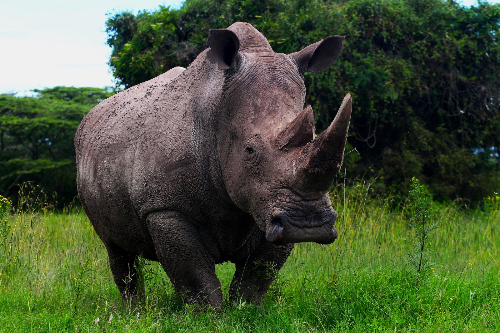 Black Rhino