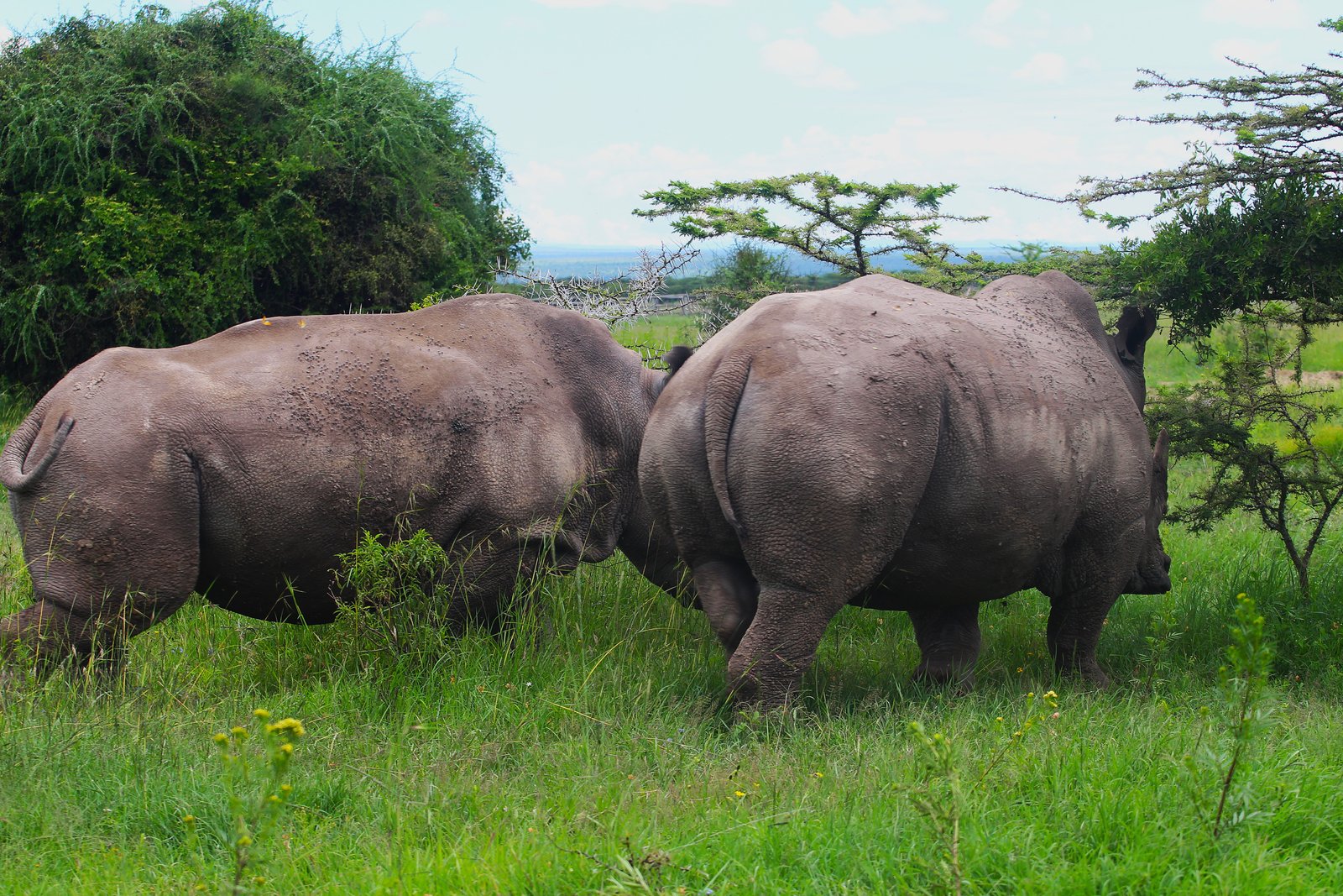 Black Rhino