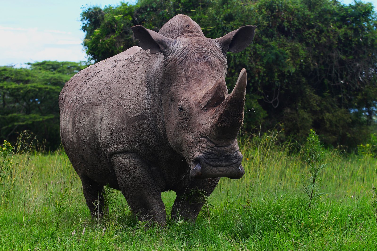 Black Rhino
