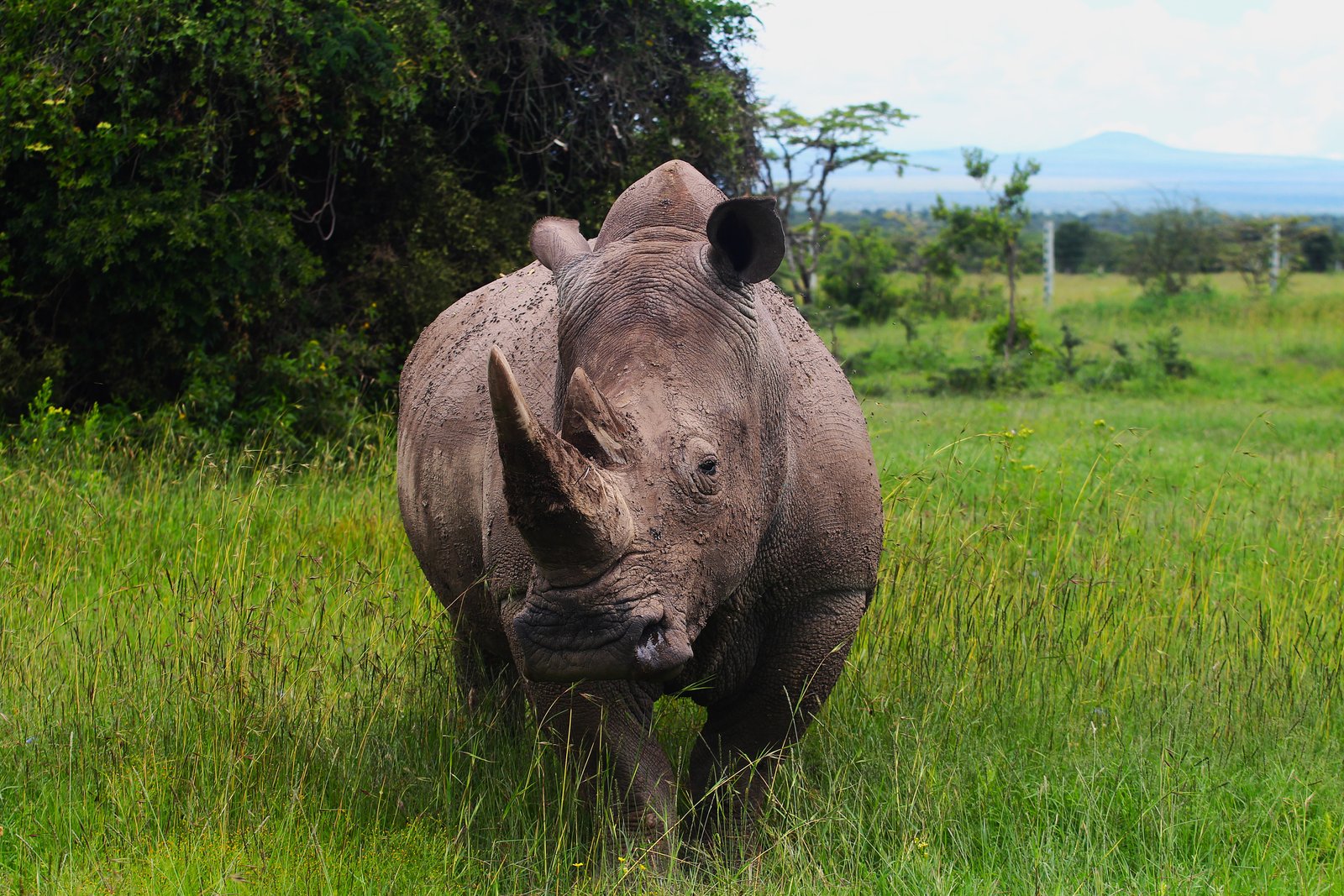 Black Rhino