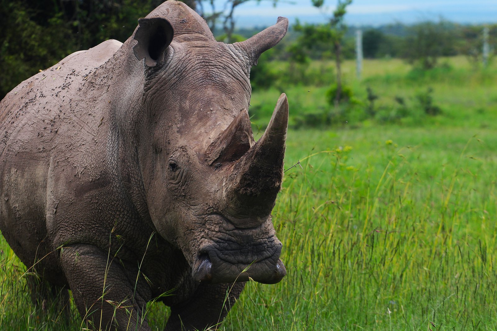 Black Rhino