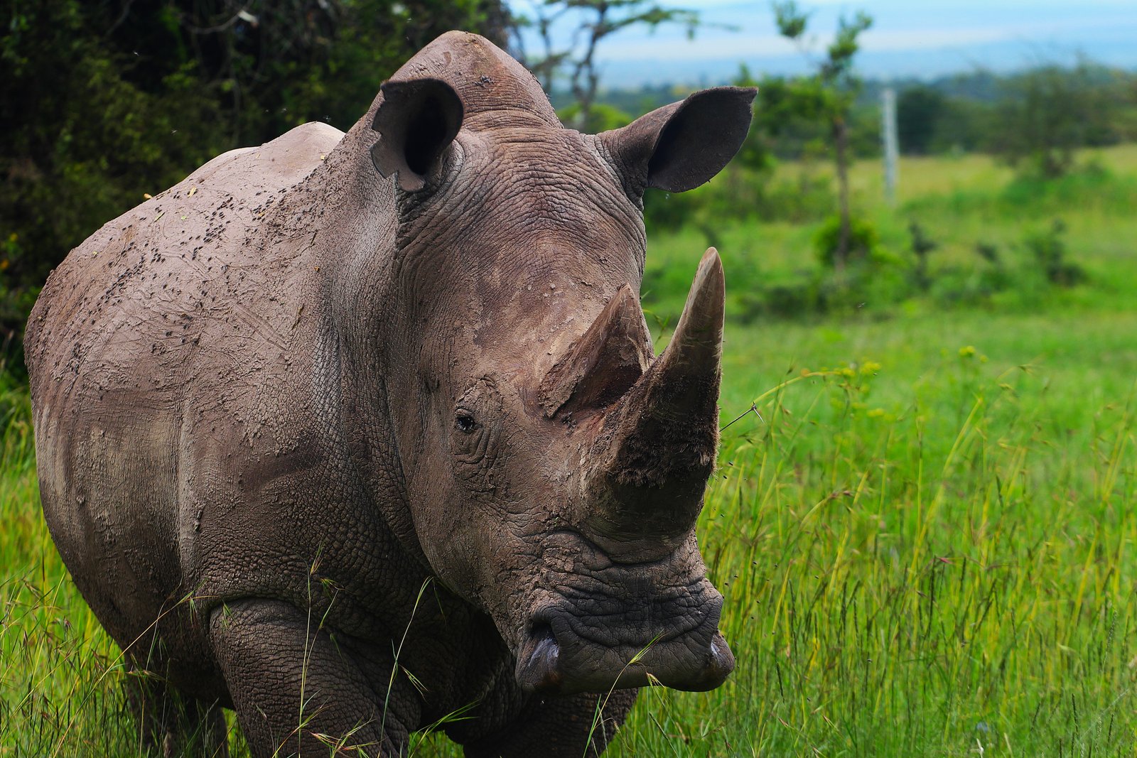 Black Rhino