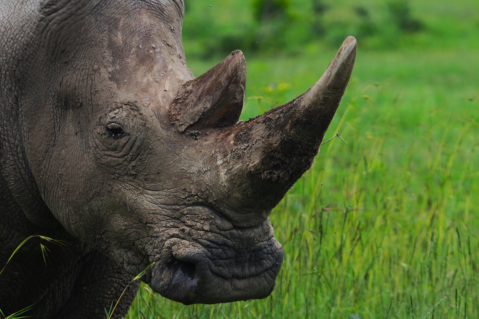 Black Rhino