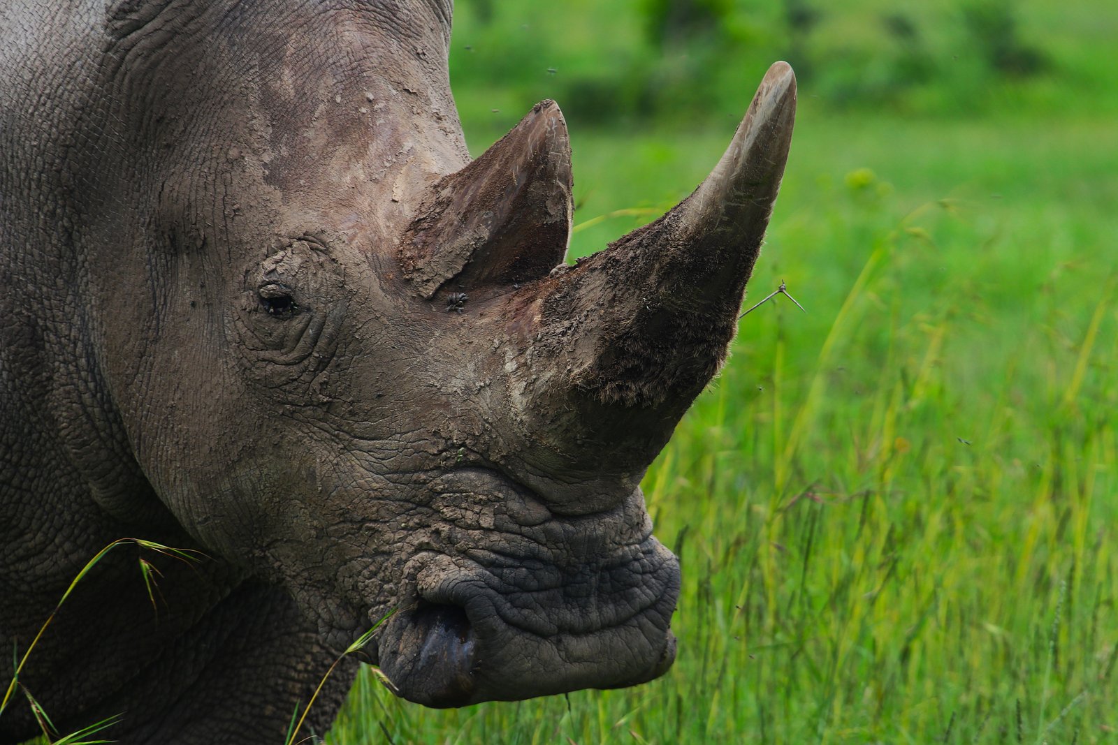 Black Rhino