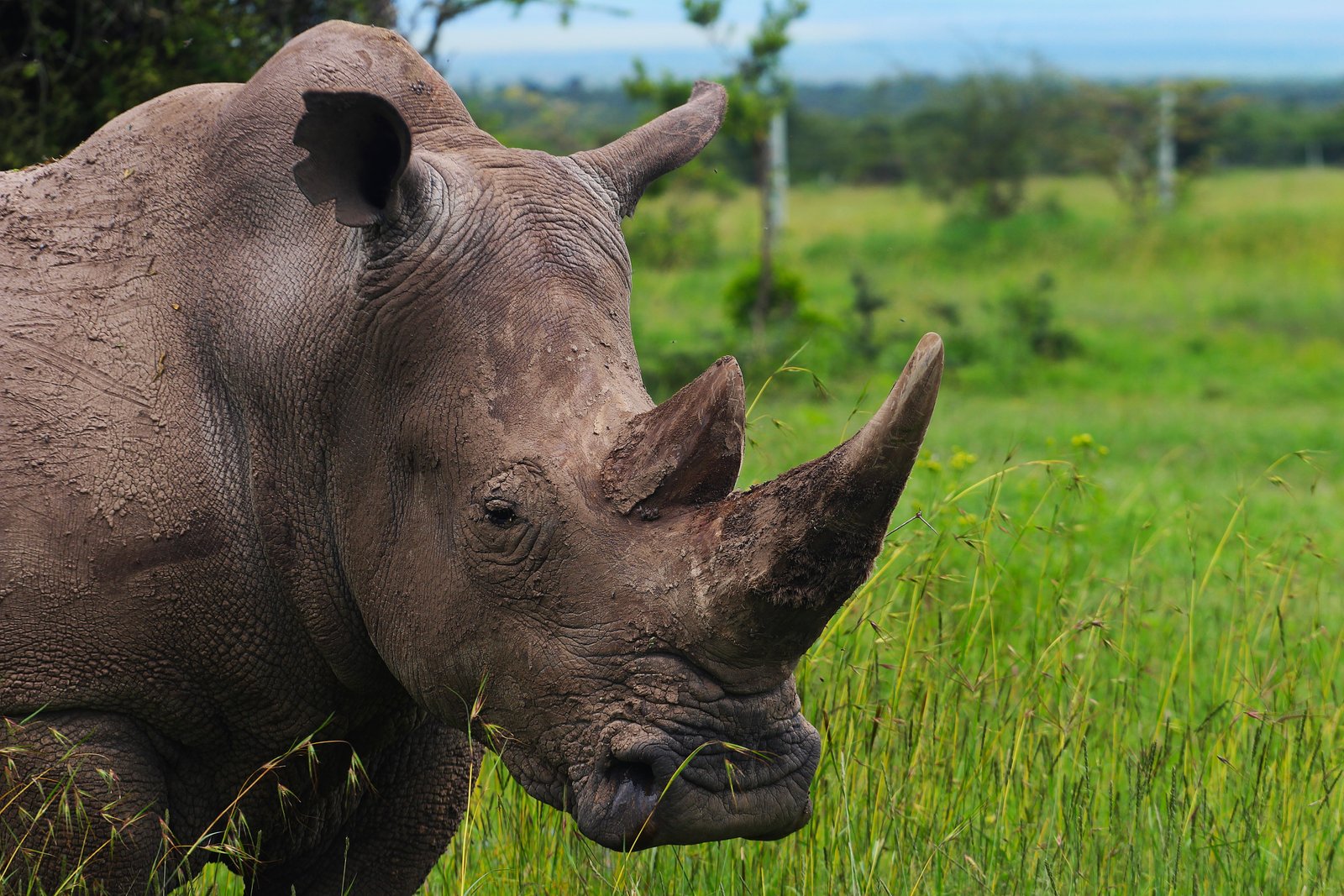 Black Rhino
