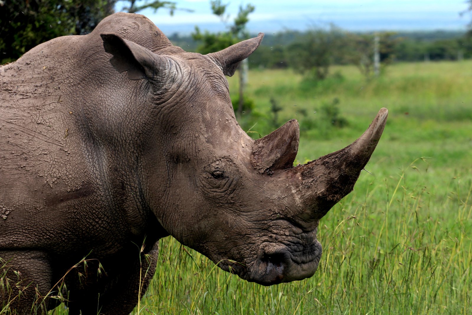 Black Rhino